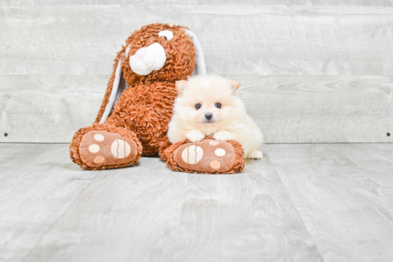 Akc Registered Pomeranian Baby