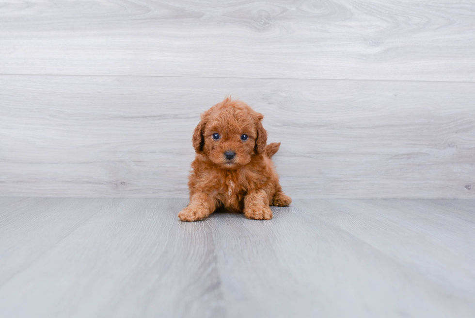 Energetic Cavoodle Poodle Mix Puppy