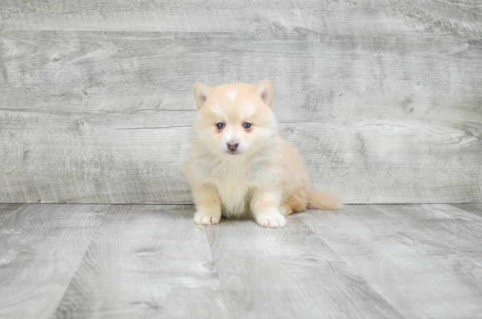 Pomsky Pup Being Cute