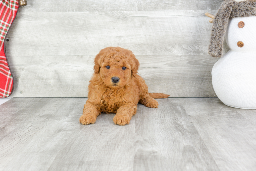 Adorable Golden Retriever Poodle Mix Puppy