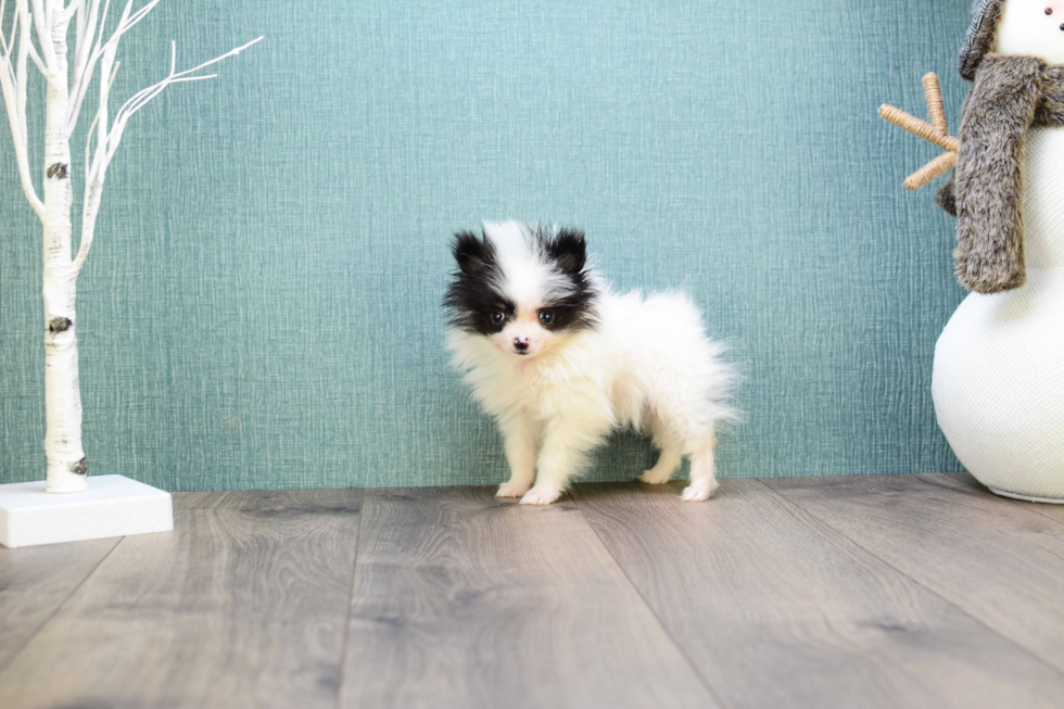 Hypoallergenic Pomeranian Purebred Pup