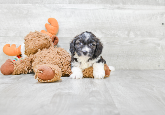 Cavapoo Puppy for Adoption