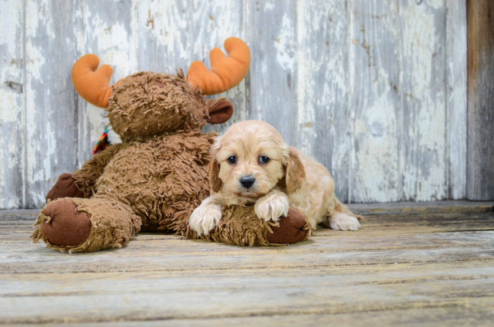 Cavapoo Pup Being Cute