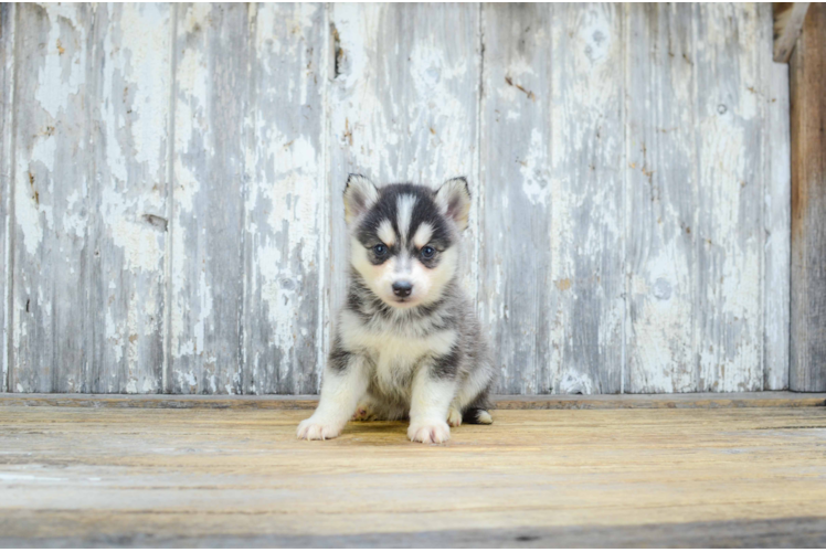 Popular Pomsky Designer Pup