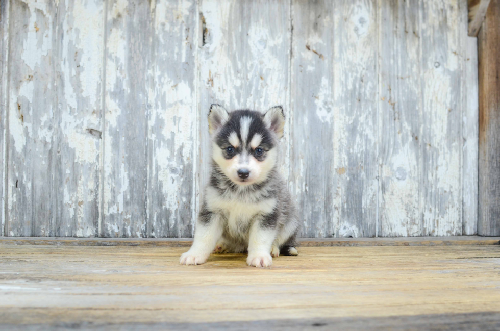 Popular Pomsky Designer Pup