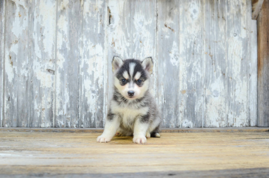 Popular Pomsky Designer Pup