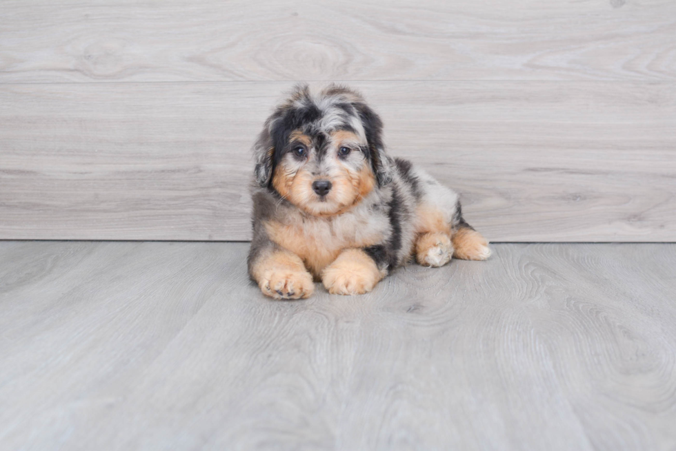 Mini Aussiedoodle Pup Being Cute