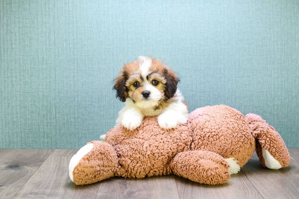 Cavachon Pup Being Cute