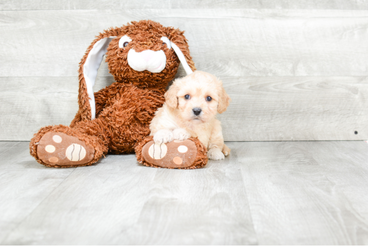 Cavachon Puppy for Adoption