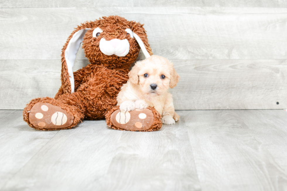 Cavachon Puppy for Adoption