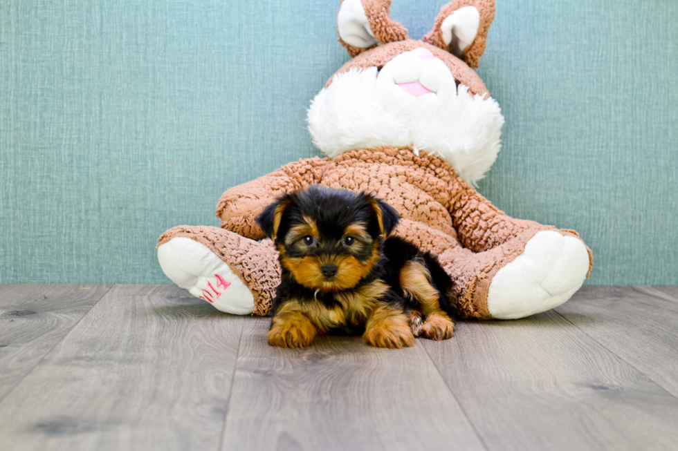 Meet Twinkle - our Yorkshire Terrier Puppy Photo 