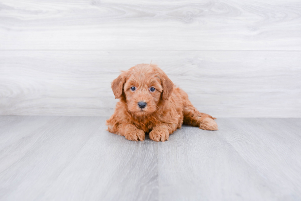 Mini Goldendoodle Puppy for Adoption