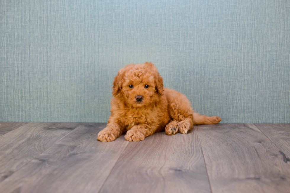 Happy Mini Goldendoodle Baby