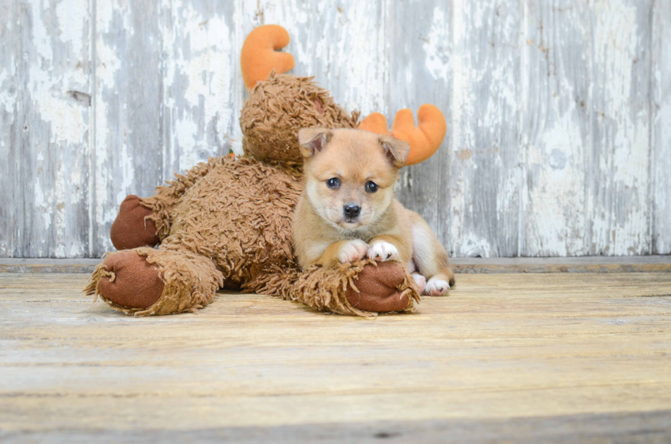 Hypoallergenic Pomeranian Purebred Pup