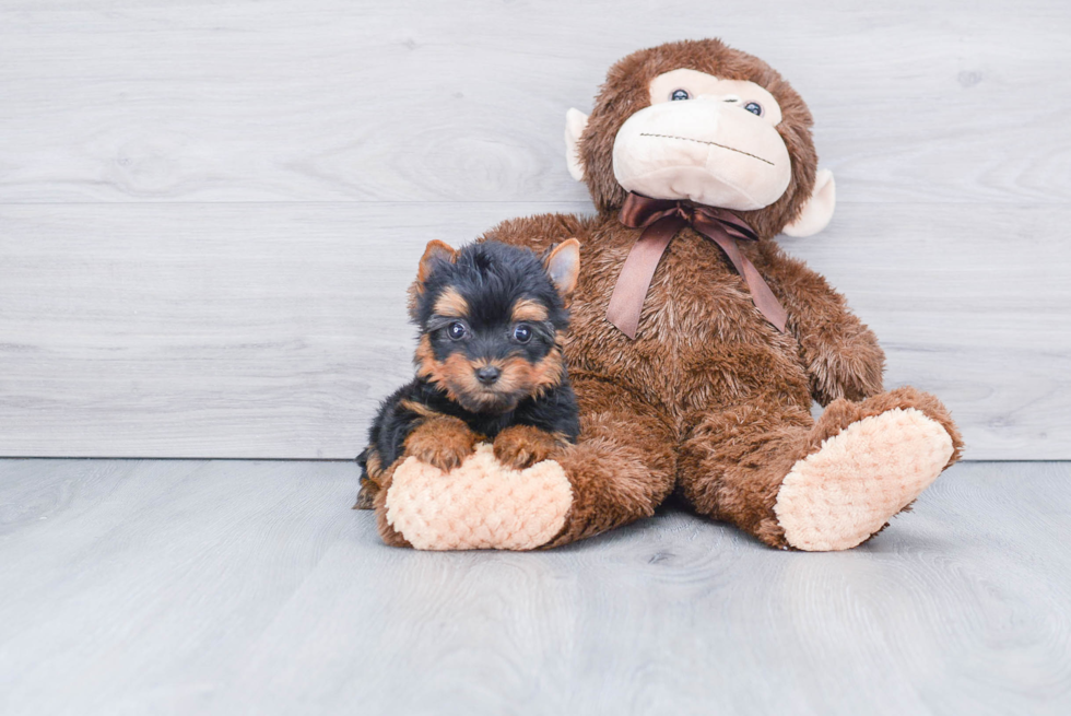 Meet Avery - our Yorkshire Terrier Puppy Photo 