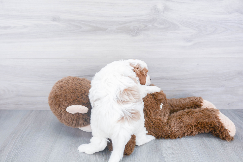 Adorable Cavoodle Poodle Mix Puppy