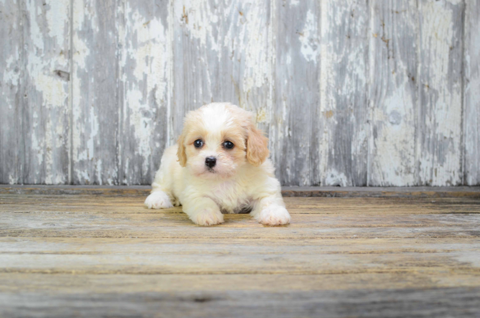 Petite Cavachon Designer Pup