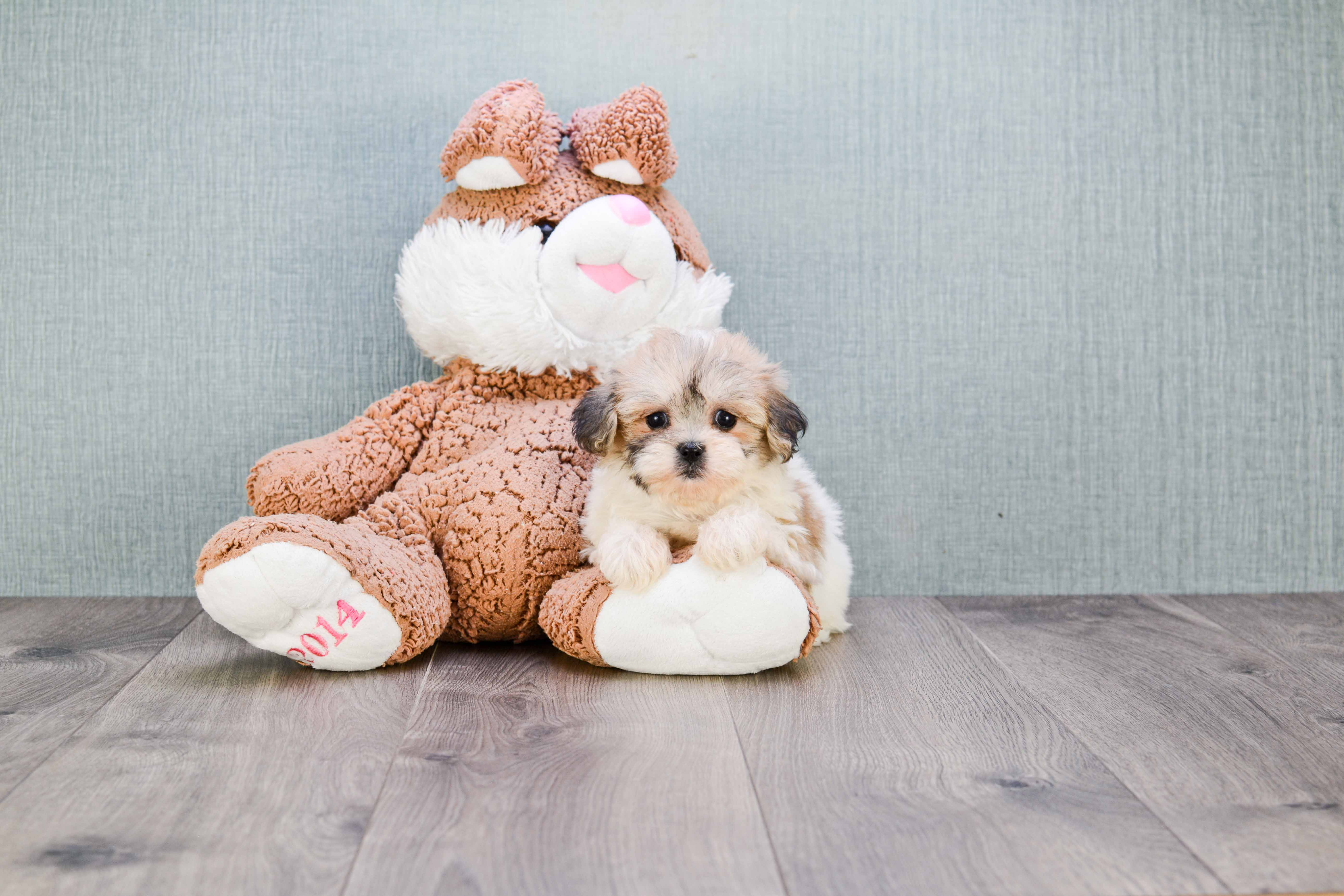 Little Shitzu Designer Puppy