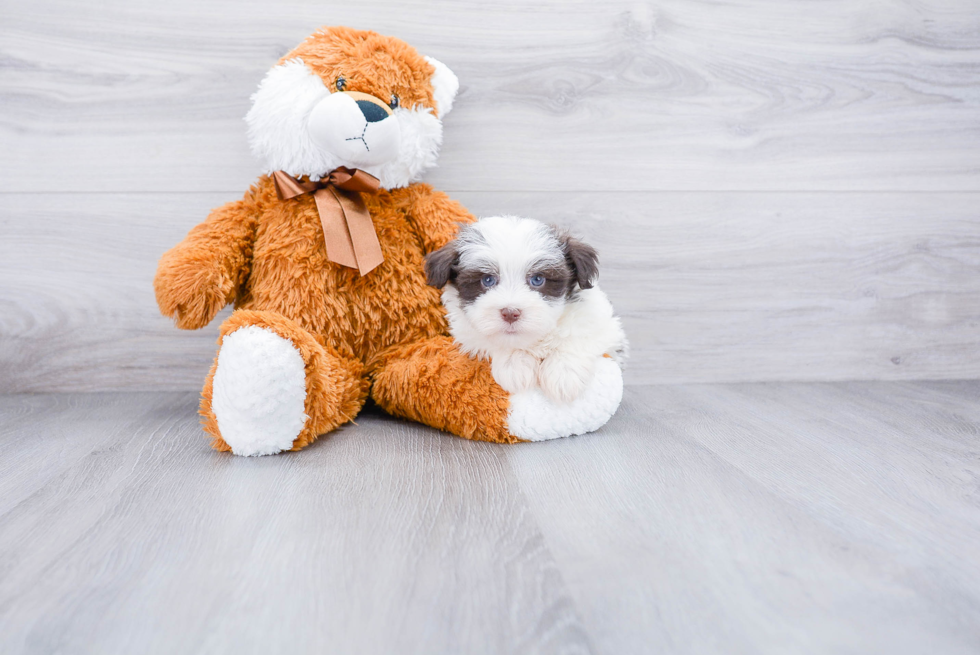 Havanese Puppy for Adoption