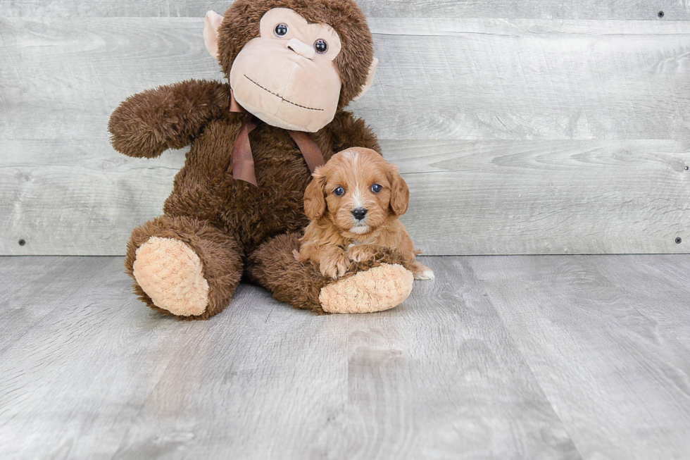 Best Cavapoo Baby