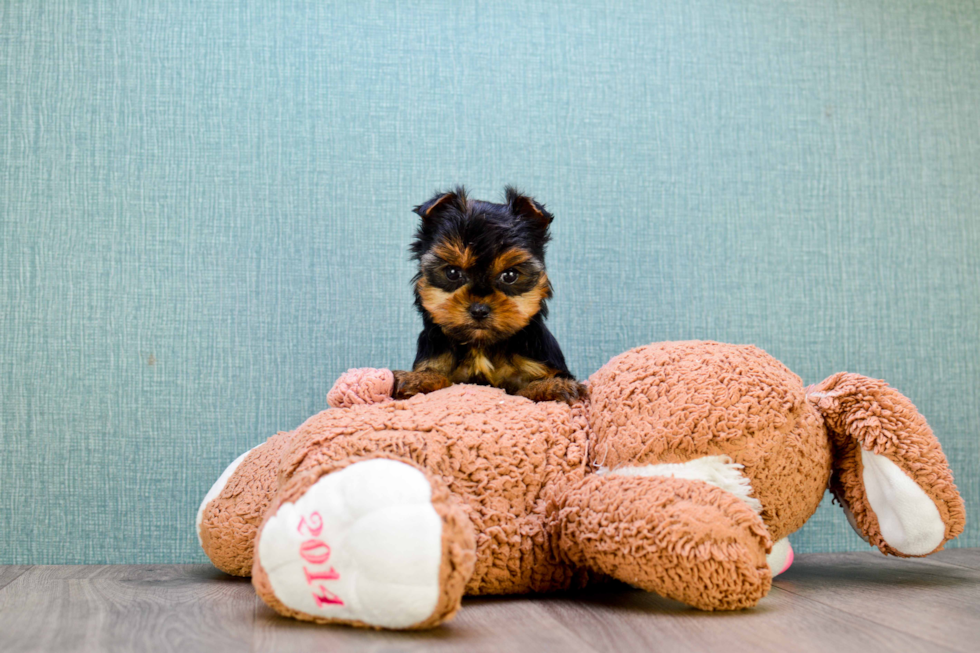 Meet Victoria - our Yorkshire Terrier Puppy Photo 