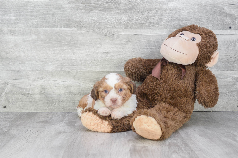 Popular Teddy Bear Designer Pup