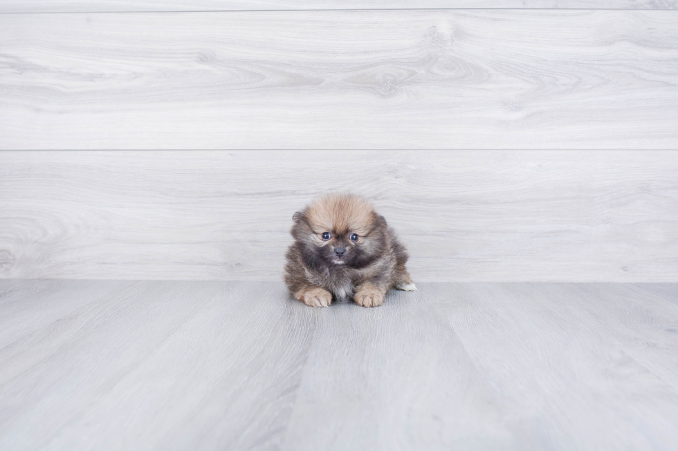 Petite Pomeranian Purebred Puppy