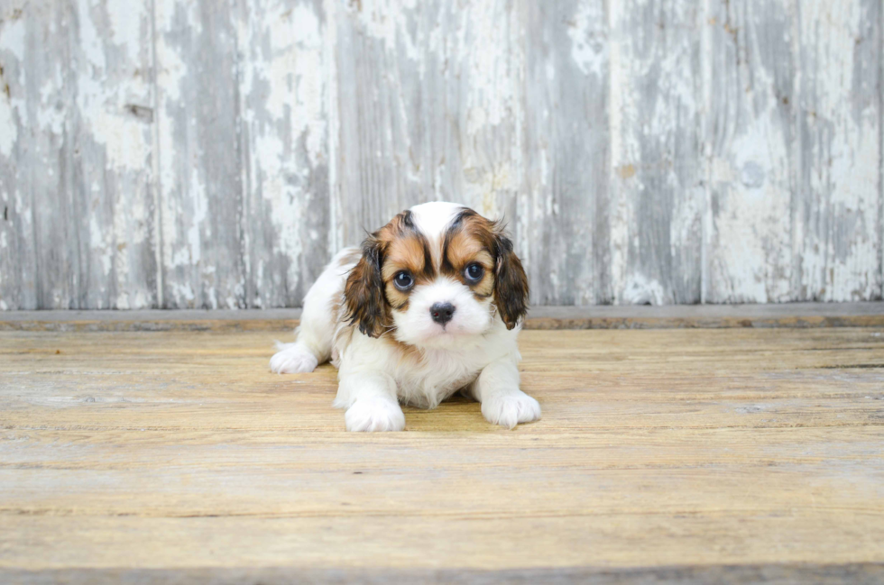 Cavachon Puppy for Adoption