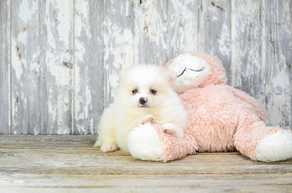 Pomeranian Pup Being Cute