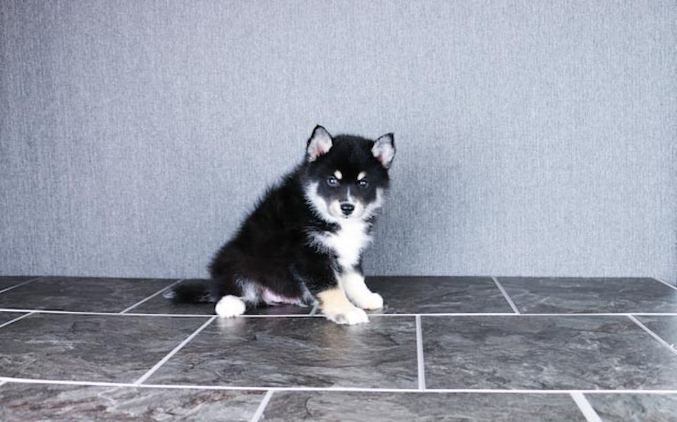 Pomsky Pup Being Cute