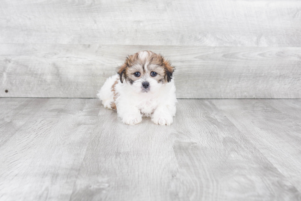 Adorable Shi Chon Designer Puppy