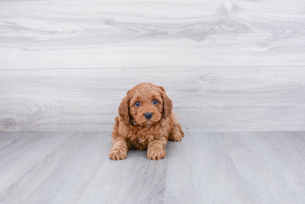 Cute Cavapoo Baby