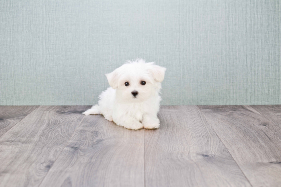 Energetic Maltese Purebred Puppy