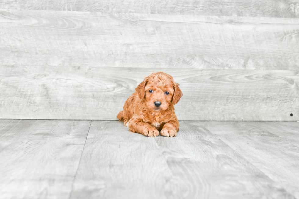 Mini Goldendoodle Pup Being Cute