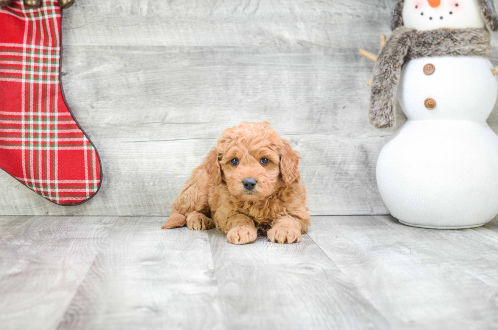 Playful Golden Retriever Poodle Mix Puppy