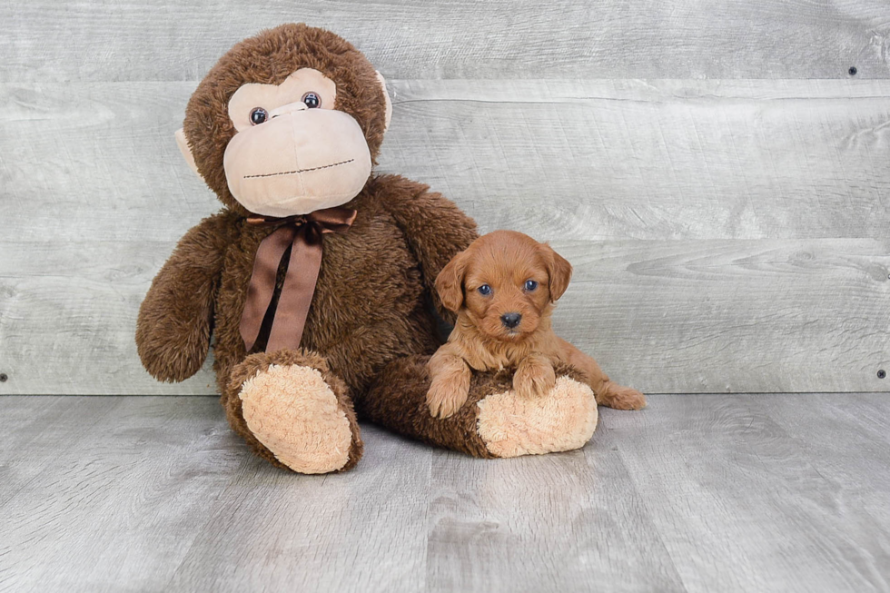 Funny Cavapoo Poodle Mix Pup