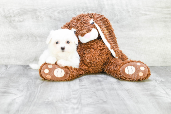 Maltese Puppy for Adoption