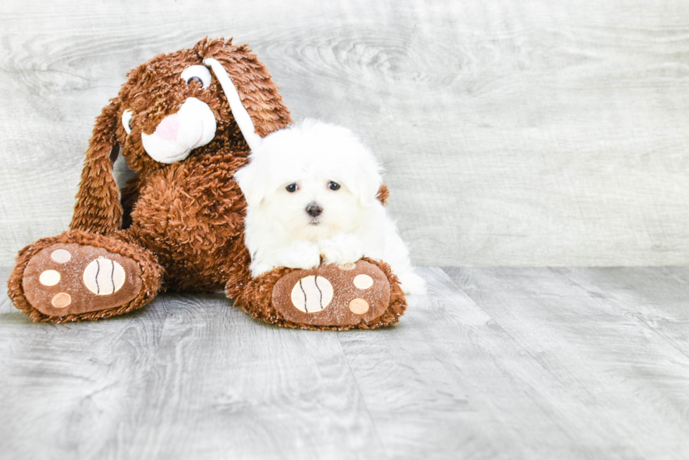 Happy Maltese Purebred Puppy