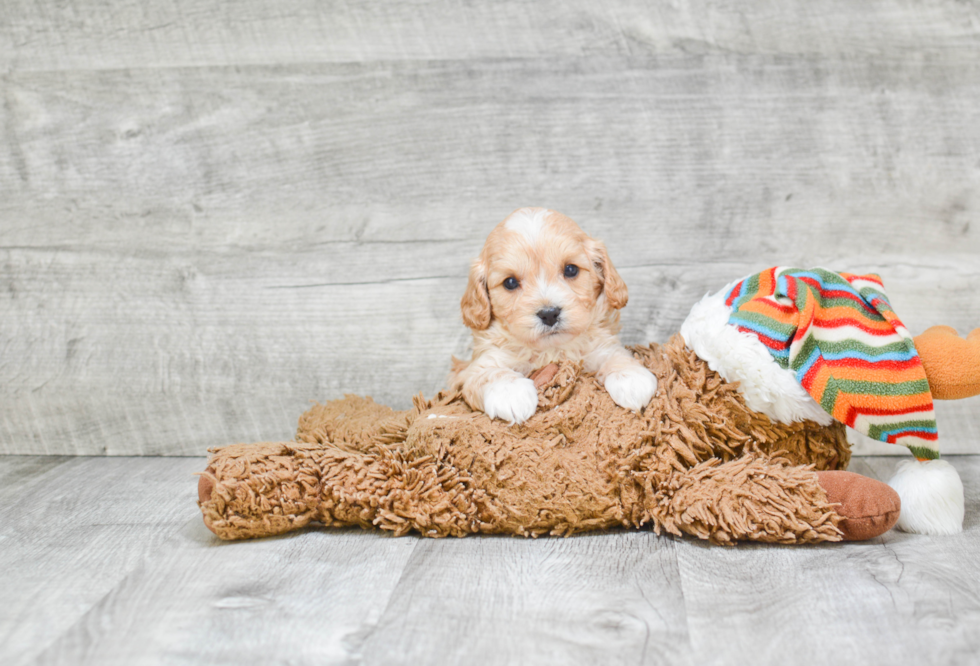 Adorable Cavoodle Poodle Mix Puppy