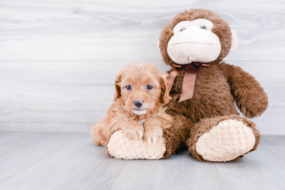 Best Cavapoo Baby