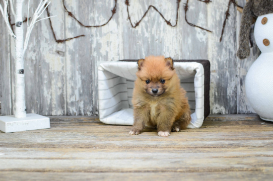 Pomeranian Puppy for Adoption