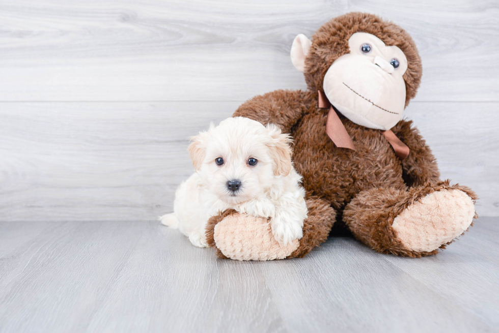 Maltipoo Pup Being Cute