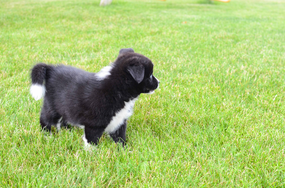 Popular Pomsky Designer Pup