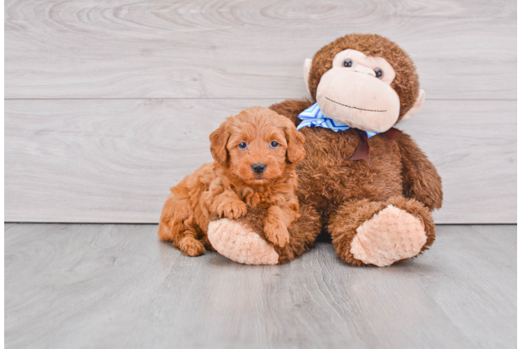 Cute Mini Goldendoodle Baby