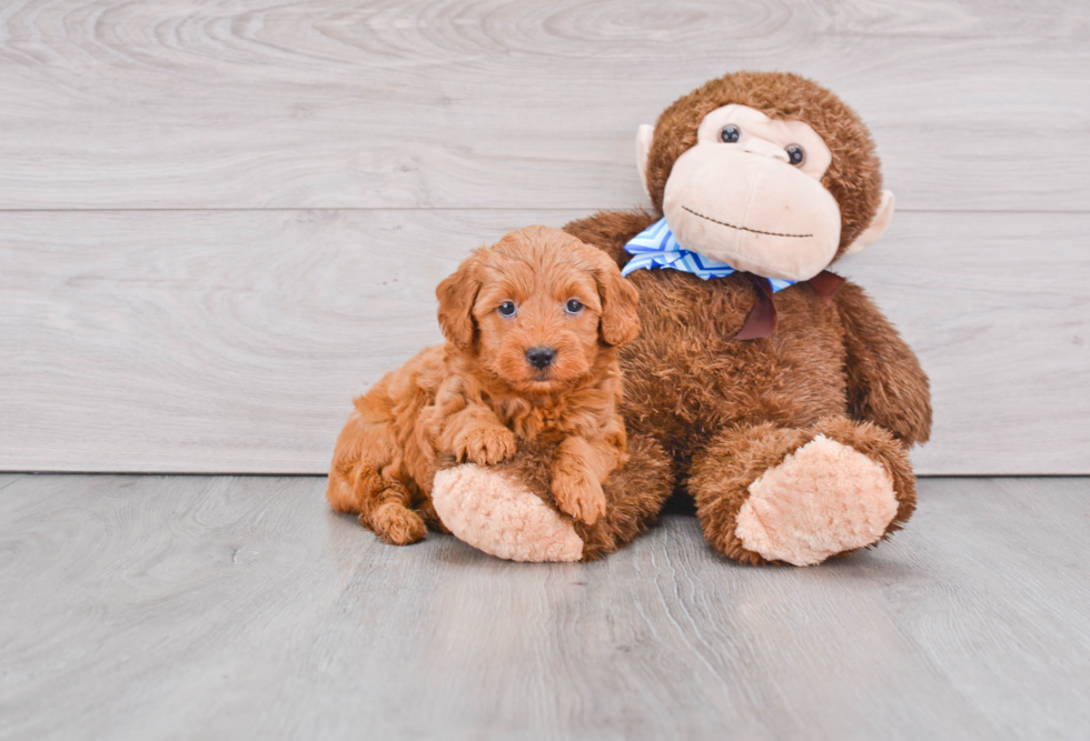 Cute Mini Goldendoodle Baby