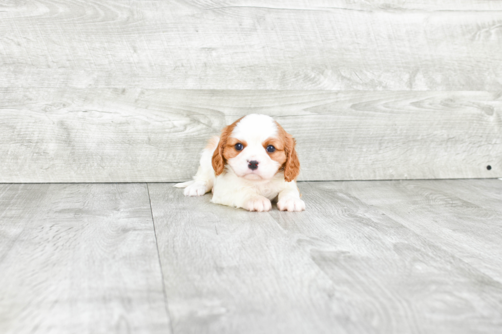 Best Cavalier King Charles Spaniel Baby