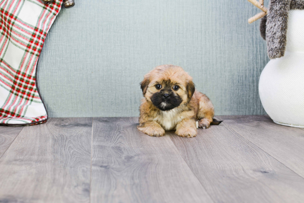 Friendly Shorkie Baby