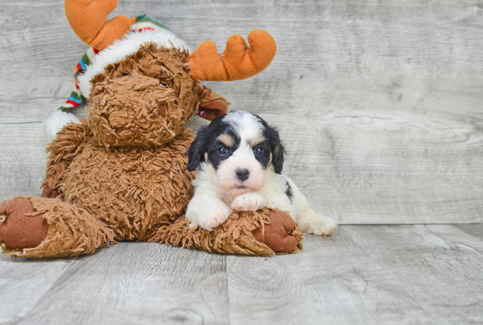 Cavachon Puppy for Adoption