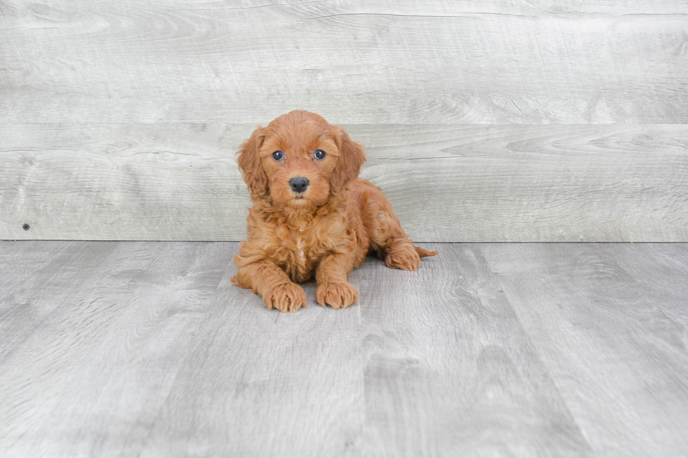 Mini Goldendoodle Puppy for Adoption