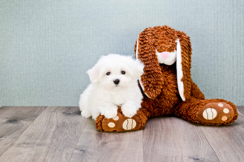 Maltese Pup Being Cute